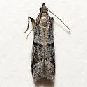 Vitula setonella - Hodges#6010