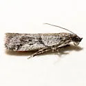 Vitula setonella - Hodges#6010 - photo 2