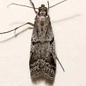 Vitula setonella - Hodges#6010 - photo 3