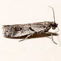 Vitula setonella - Hodges#6010 - photo 4