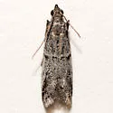 Vitula setonella - Hodges#6010 - photo 5