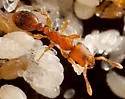 Vollenhovia emeryi