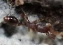 Vollenhovia emeryi - photo 4