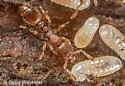 Vollenhovia emeryi - photo 5