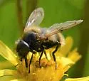 Volucella arctica