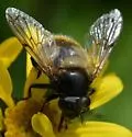 Volucella arctica - photo 2