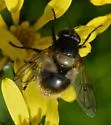 Volucella arctica - photo 3