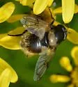 Volucella arctica - photo 4