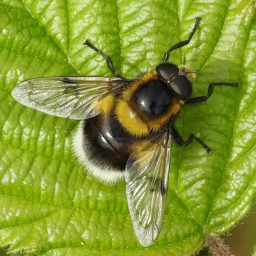 Volucella bombylans