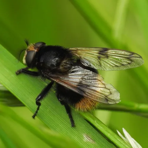 Volucella bombylans - photo 2