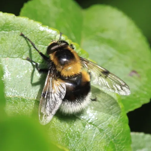 Volucella bombylans - photo 3
