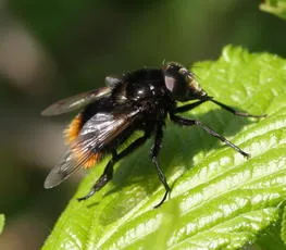 Volucella bombylans - photo 4