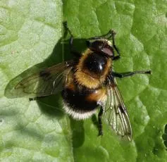 Volucella bombylans - photo 5