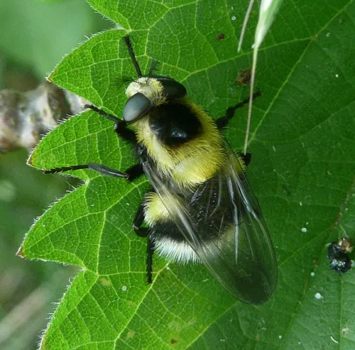 Volucella bombylans - photo 6