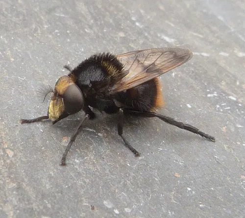 Volucella bombylans - photo 7