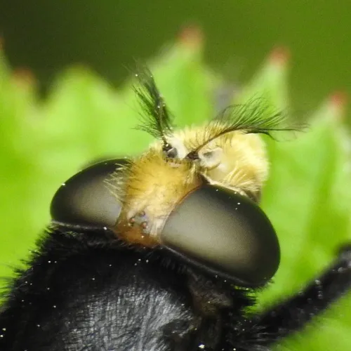 Volucella bombylans - photo 8
