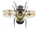 Volucella evecta