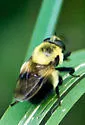 Volucella evecta - photo 2