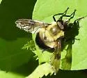 Volucella evecta - photo 3