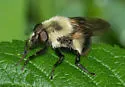 Volucella evecta - photo 4