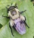 Volucella evecta - photo 5