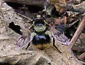 Volucella facialis