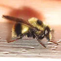 Volucella facialis - photo 2