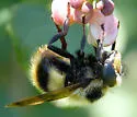 Volucella facialis - photo 3