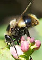 Volucella facialis - photo 4