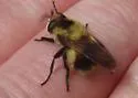 Volucella facialis - photo 5