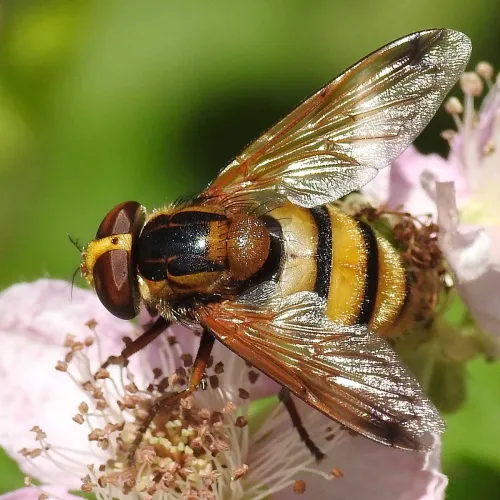 Volucella inanis