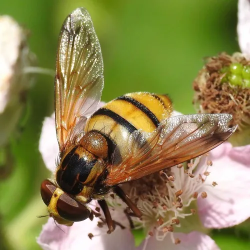 Volucella inanis - photo 2