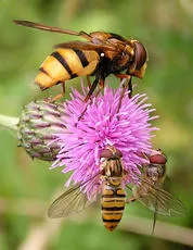 Volucella inanis - photo 3