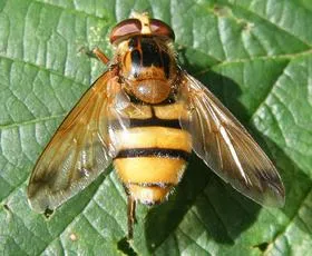 Volucella inanis - photo 4