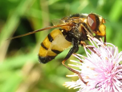 Volucella inanis - photo 5