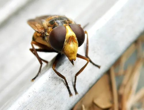 Volucella inanis - photo 6