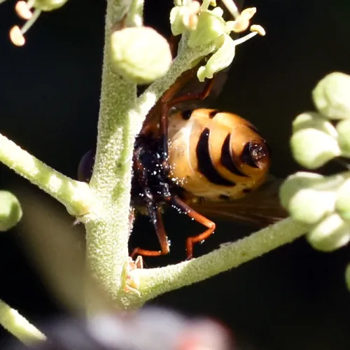 Volucella inanis - photo 7