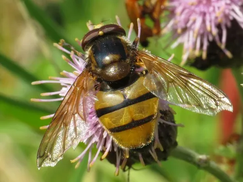 Volucella inanis - photo 8