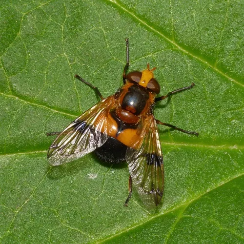 Volucella inflata - Volucella inflata