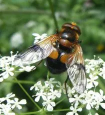 Volucella inflata - photo 2