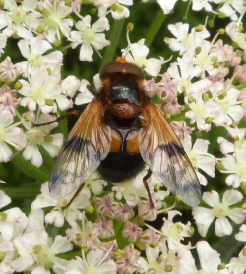 Volucella inflata - photo 3
