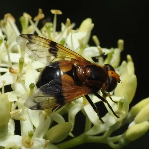 Volucella inflata - photo 4