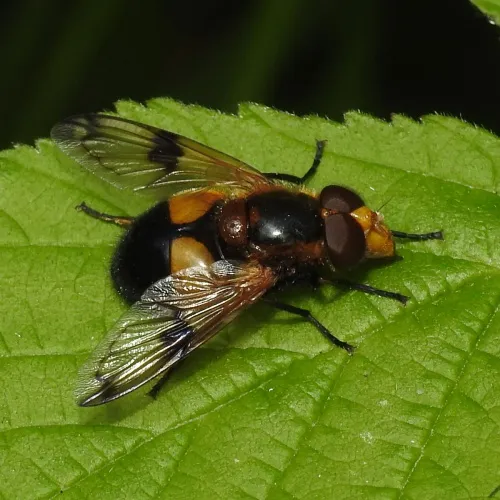 Volucella inflata - photo 5