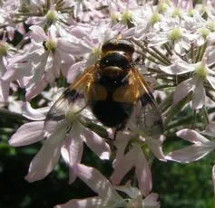 Volucella inflata - photo 6