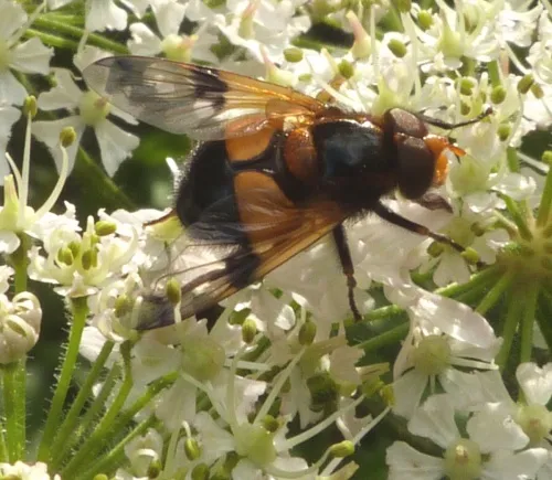 Volucella inflata - photo 7