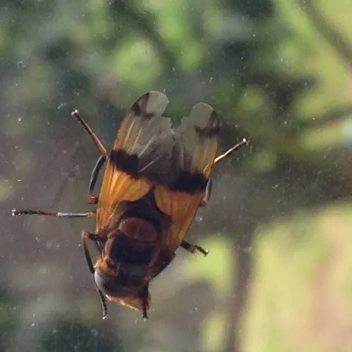 Volucella inflata - photo 8
