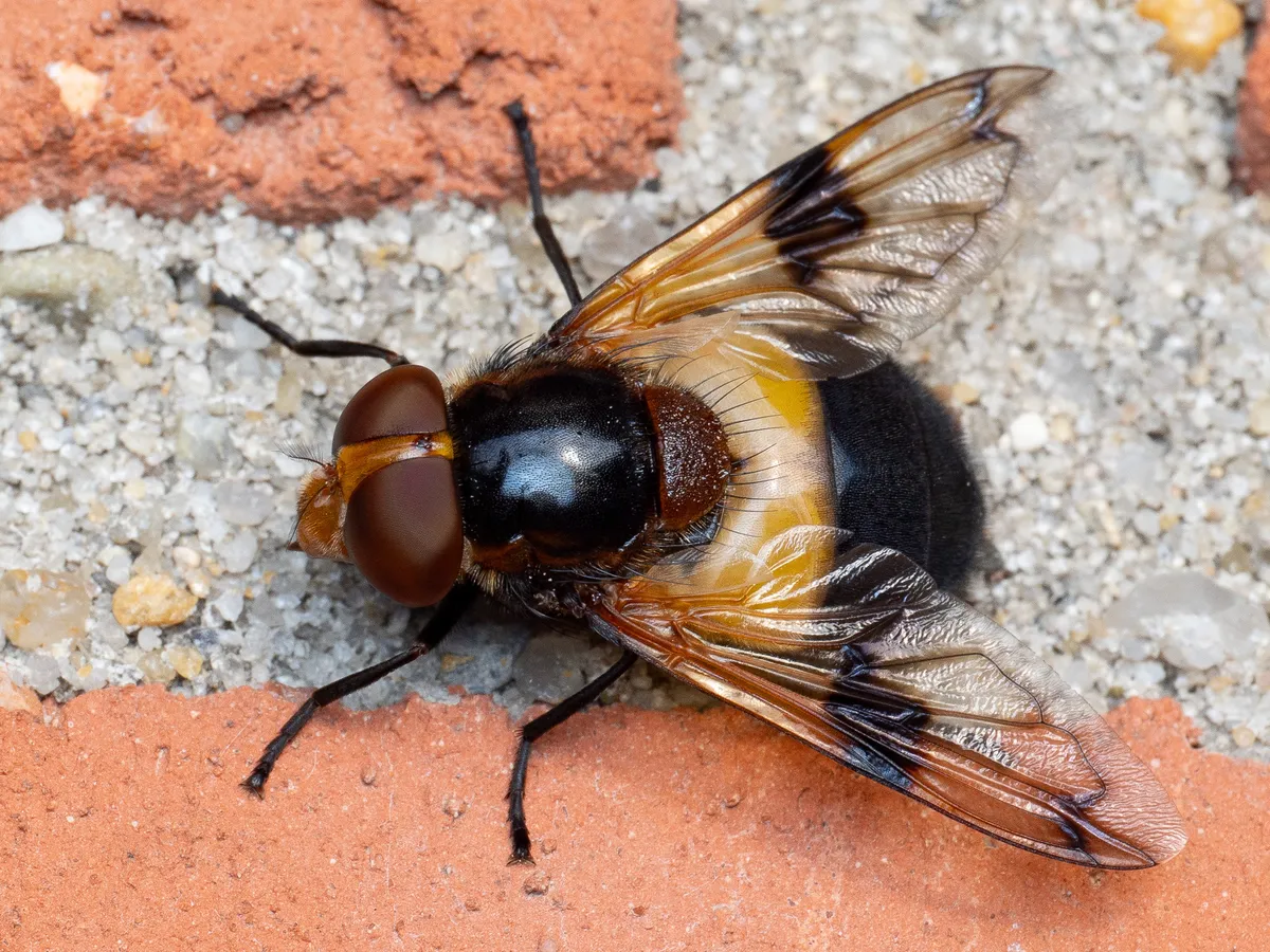 Pellucid Hover Fly - photo 2