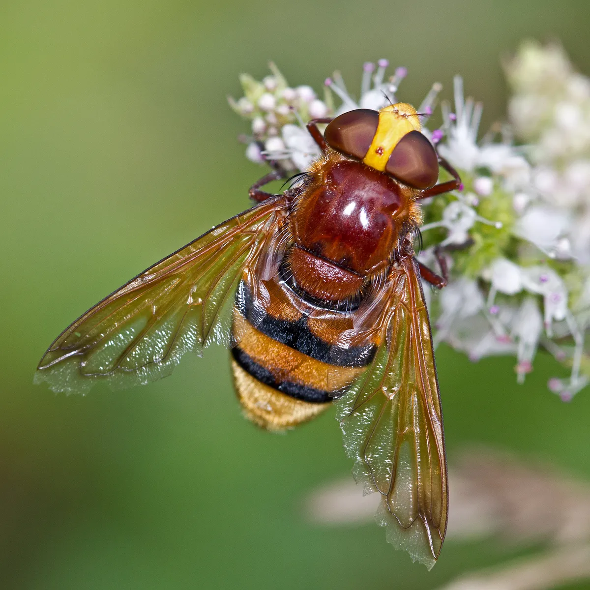 Volucella zonaria