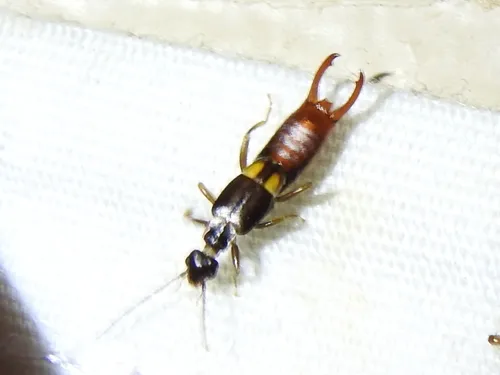 Toothed Earwig - photo 3