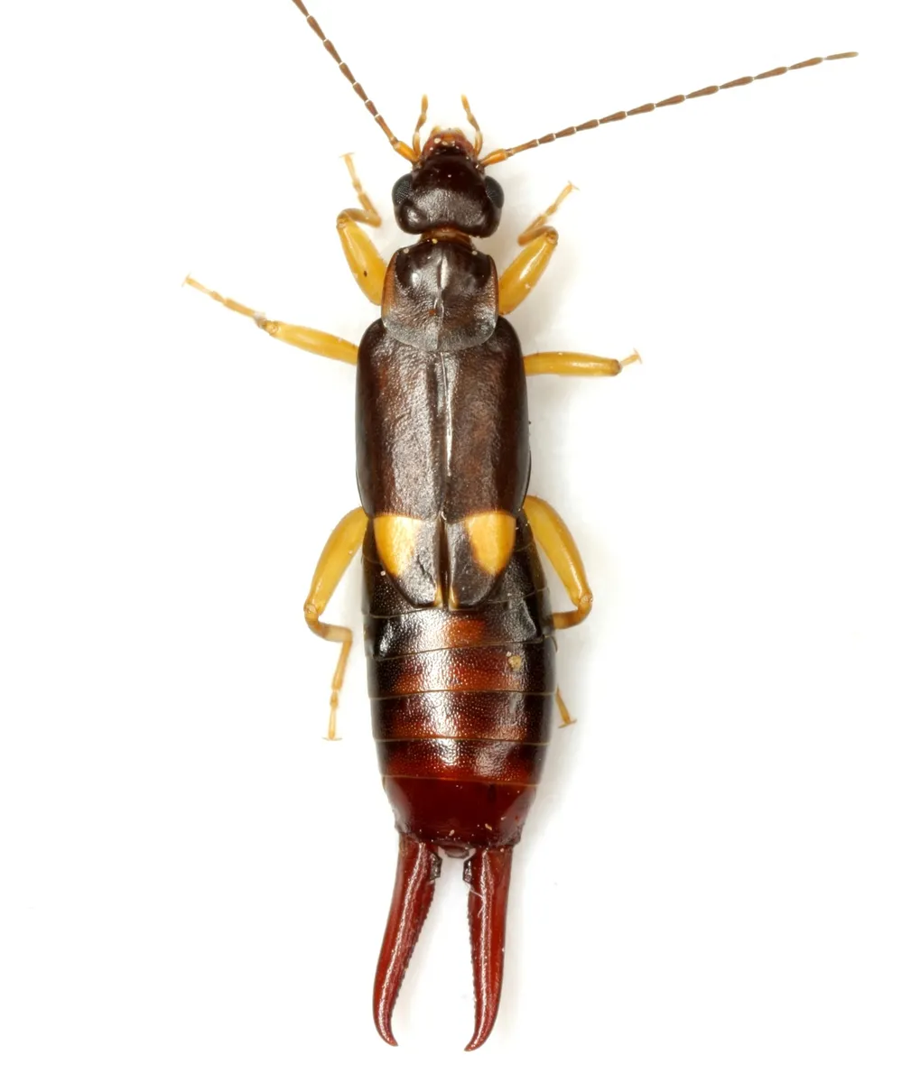 Vostox brunneipennis - photo 3